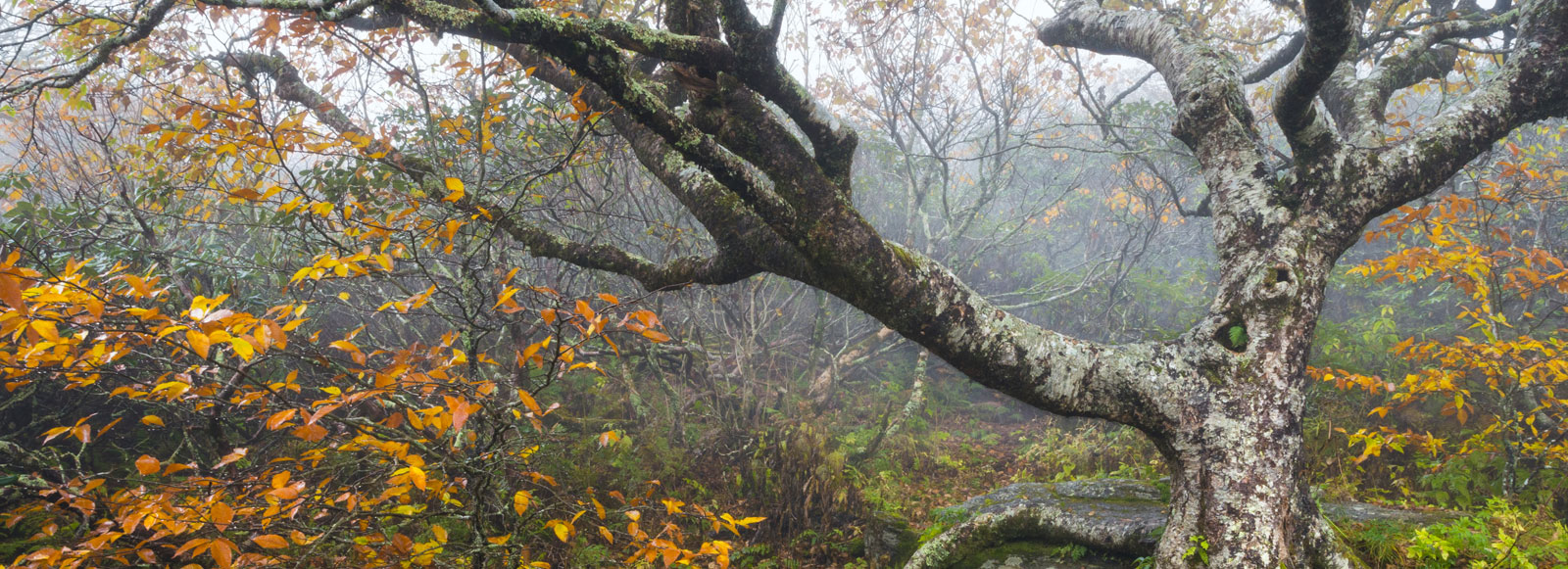 Tree in Fog