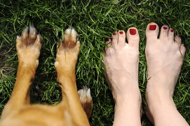 dog paws and woman's feet