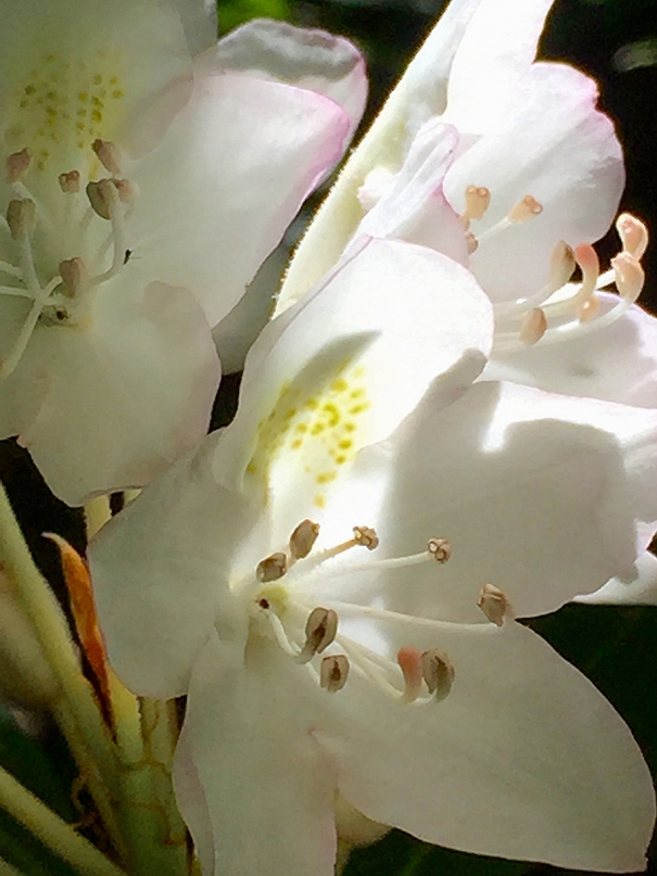 Catawba Rhododendron